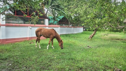 Naklejka premium A horse is eating grass