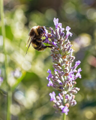 Bee on lavender plant known for producing high yields of honey, Summer, UK