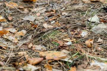 Colorful autumn leaves cover the ground, blending with twigs and grass, showcasing the beauty of fall in the woods.