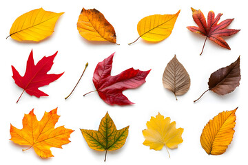 Fototapeta premium Collection of multicolored fallen autumn leaves isolated on white background