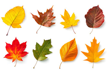 Fototapeta premium Collection of multicolored fallen autumn leaves isolated on white background