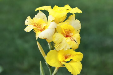 Canna Blooming Flower