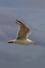 seagull in the sky