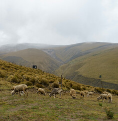 a flock of sheep  in the mountains
