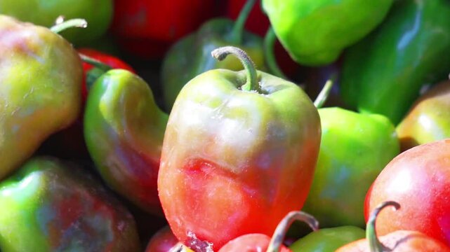 Capsicum chinense (Cabai habanerom, cabai gendol, cabai gendot). The hottest peppers in the world