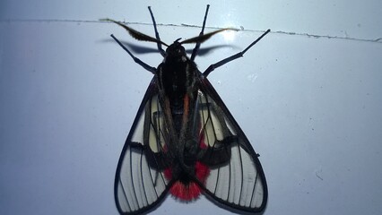 black and white butterfly