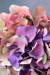 Hydrangea blossom, close up, shades of blue, purple, pink, floral nature beauty, pastel color light.