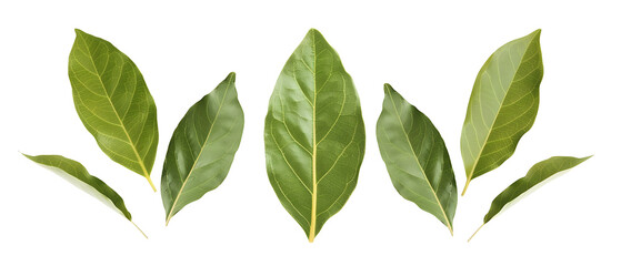 Fototapeta premium Fresh green bay leaves on a transparent background