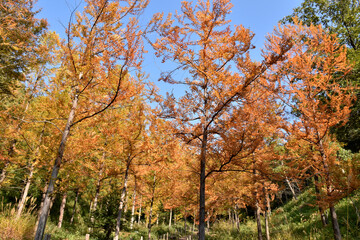 	秋の公園、鮮やかに紅葉した木々