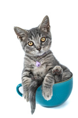 british kitten on white background in blue coffee mug