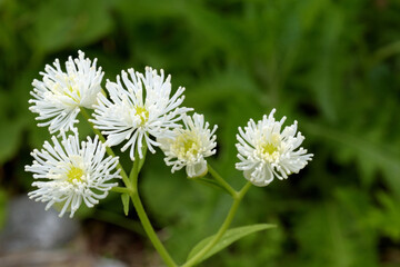 高山植物、登山道わきに咲く白い花
