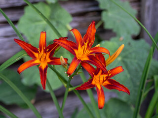 Daylily Crimson Pirate. Classic flower garden plants. Bright lilies flowers on a sunny summer day