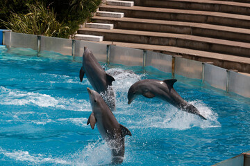 Dolphins doing pirouettes in a water park. Dolphins in captivity. Sea animals. Dolphin show in outdoor park. © Acento Creativo