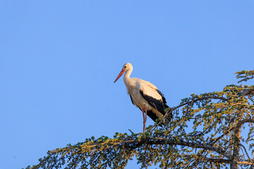 Cigogne posée sur un arbre