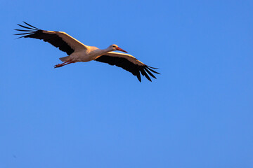 Cigogne en plein vol, ailes déployées au cours de sa migration