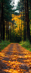Obraz premium Pathway through a dense, autumn forest with colorful foliage and a sunlit canopy of trees casting a warm, inviting glow on the ground.