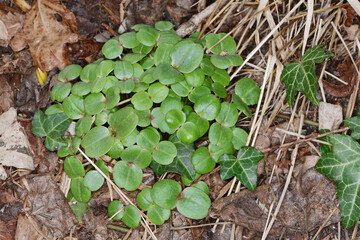 Drüsige Springkraut, Impatiens glandulifera