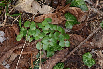 Fototapeta premium Drüsige Springkraut, Impatiens glandulifera
