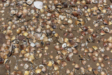 Many shells stuck in the sand on the beach