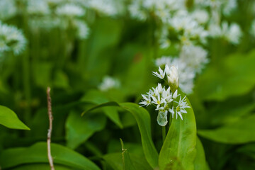 Wild blooming flowers of wild garlic plants