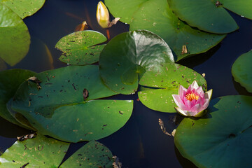 pink water lily in pond