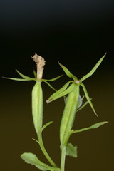 Gemeiner Frauenspiegel,  Venus-Spiegel,  Legousia speculum-veneris L.