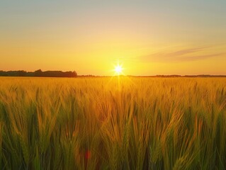 Fototapeta premium Golden wheat field at sunset with a stunning horizon glow near tranquil forest edges