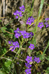 Gemeiner Frauenspiegel,  Venus-Spiegel,  Legousia speculum-veneris L.