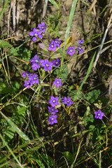 Gemeiner Frauenspiegel,  Venus-Spiegel,  Legousia speculum-veneris L.
