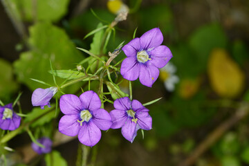 Gemeiner Frauenspiegel,  Venus-Spiegel,  Legousia speculum-veneris L.
