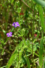 Gemeiner Frauenspiegel,  Venus-Spiegel,  Legousia speculum-veneris L.
