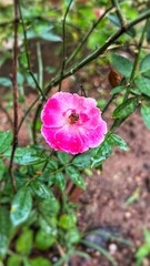 pink rose flower