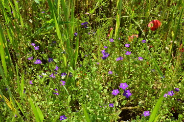 Gemeiner Frauenspiegel,  Venus-Spiegel,  Legousia speculum-veneris L.