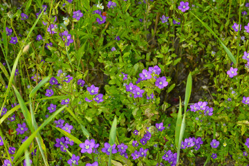 Gemeiner Frauenspiegel,  Venus-Spiegel,  Legousia speculum-veneris L.