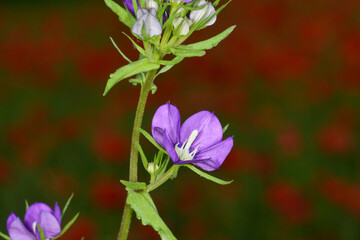 Gemeiner Frauenspiegel,  Venus-Spiegel,  Legousia speculum-veneris L.