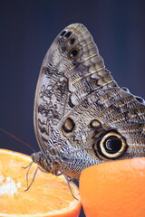 Close up of owl butterfly