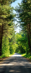 Obraz premium Serene forest path with tall trees on a bright sunny day, capturing the beauty and tranquility of nature's lush green scenery.