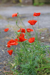 Fototapeta premium Closeup of a group of Poppies growing in a lane, Derbyshire England 