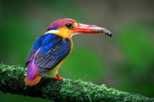 Oriental Dwarf Kingfisher - The flying rainbow