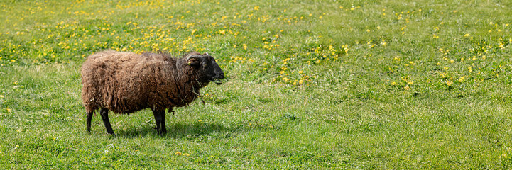 Beautiful shaggy sheep on a farm. Banner, background, illustration, postcard for advertising livestock, agriculture, eco-ranch, veterinary information