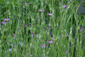 Kornrade, Gewöhnliche, Rade, Agrostemma githago L.