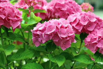 Obraz premium Macro image of pink Hydrangea blooms, Derbyshire England 