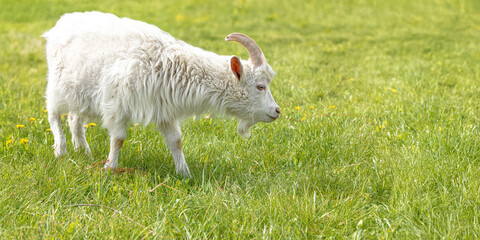 Fototapeta premium Beautiful cute white goat on the farm. Banner, background, illustration, postcard for advertising cattle breeding, agriculture, eco-ranch, veterinary information