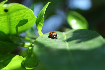 ladybug on green leaf