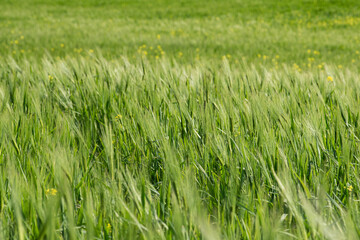 Lush green fields of wheat and colorful blooming flowers in the background.