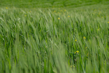 Lush green fields of wheat and colorful blooming flowers in the background.