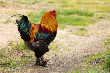 Beautiful colorful rooster on the farm. Banner, background, illustration, postcard for advertising poultry farming, agriculture, eco-ranch, veterinary information