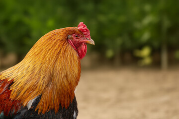 Beautiful colorful rooster on the farm. Banner, background, illustration, postcard for advertising poultry farming, agriculture, eco-ranch, veterinary information