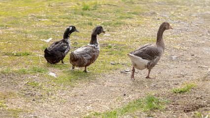 Beautiful colorful goose, ducks on the farm. Banner, background, illustration, postcard for advertising poultry farming, agriculture, eco-ranch, veterinary information