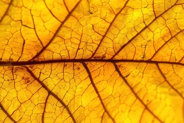 Obraz premium Close-up of a fall leaf